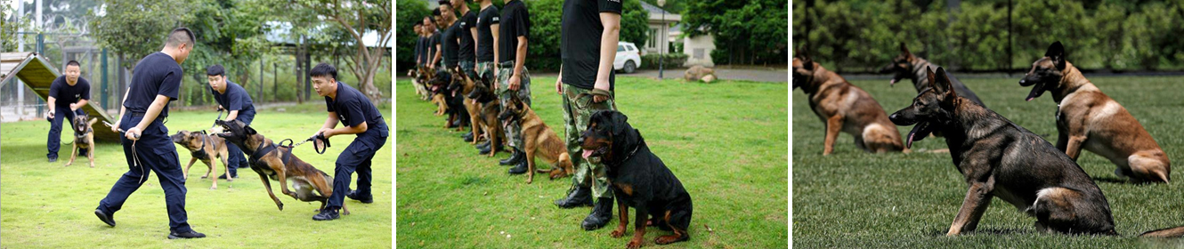 犬防服務(wù).jpg